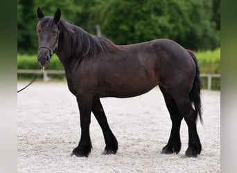 Perszeron, Klacz, 3 lat, 160 cm, Kara
