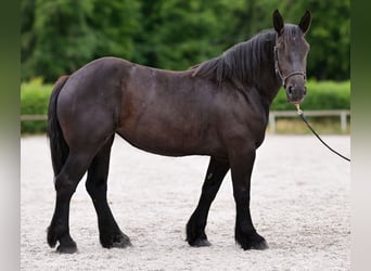 Perszeron, Klacz, 3 lat, 160 cm, Kara