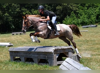 Perszeron Mix, Klacz, 3 lat, 163 cm, Kasztanowatodereszowata