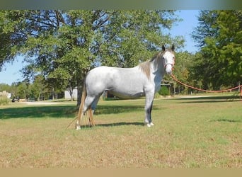 Perszeron, Klacz, 4 lat, 155 cm, Siwa jabłkowita