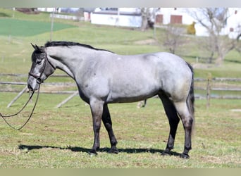 Perszeron Mix, Klacz, 4 lat, 157 cm, Siwa