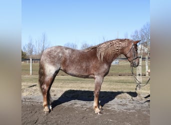 Perszeron Mix, Klacz, 4 lat, 165 cm, Kasztanowatodereszowata