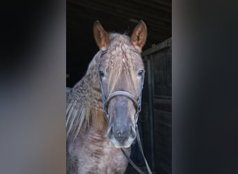 Perszeron Mix, Klacz, 4 lat, 165 cm, Kasztanowatodereszowata