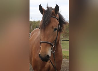 Perszeron Mix, Klacz, 5 lat, 163 cm, Gniada