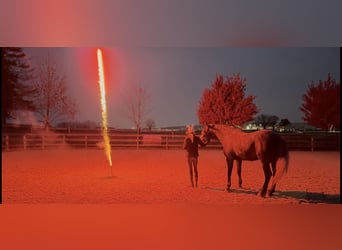 Perszeron Mix, Klacz, 5 lat, 165 cm, Siwa