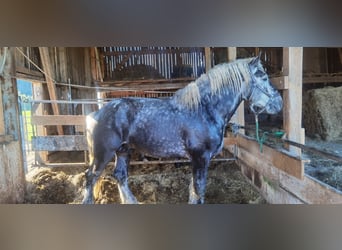 Perszeron, Ogier, 3 lat, 178 cm