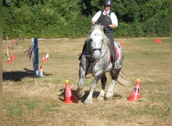 Perszeron, Ogier, 8 lat, 165 cm, Siwa Perszeron, Ogier, 8 lat, 165 cm, Siwa