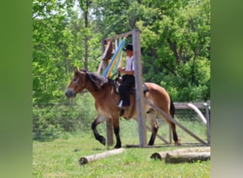 Perszeron Mix, Wałach, 10 lat, 163 cm, Gniada
