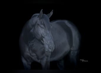 Perszeron Mix, Wałach, 4 lat, 163 cm, Kara