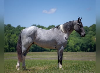 Perszeron Mix, Wałach, 4 lat, 163 cm, Karodereszowata