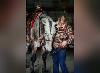 Perszeron, Wałach, 4 lat, 163 cm, Siwa