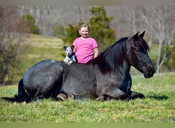 Perszeron Mix, Wałach, 4 lat, 165 cm, Karodereszowata