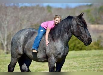 Perszeron Mix, Wałach, 4 lat, 165 cm, Karodereszowata