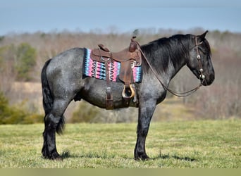 Perszeron Mix, Wałach, 4 lat, 165 cm, Karodereszowata