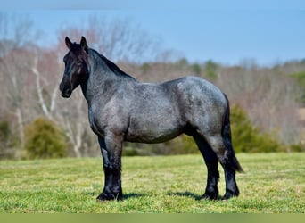 Perszeron Mix, Wałach, 4 lat, 165 cm, Karodereszowata