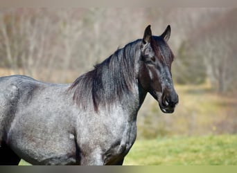 Perszeron Mix, Wałach, 4 lat, 165 cm, Karodereszowata