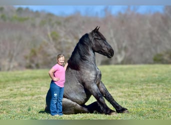 Perszeron Mix, Wałach, 4 lat, 165 cm, Karodereszowata