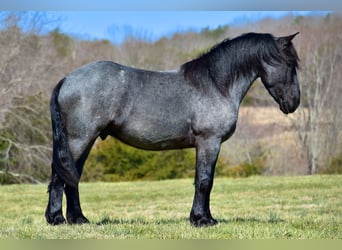 Perszeron Mix, Wałach, 4 lat, 165 cm, Karodereszowata