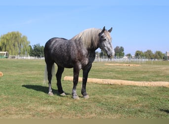 Perszeron, Wałach, 4 lat, 165 cm, Siwa