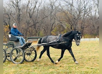 Perszeron Mix, Wałach, 5 lat, 157 cm, Siwa