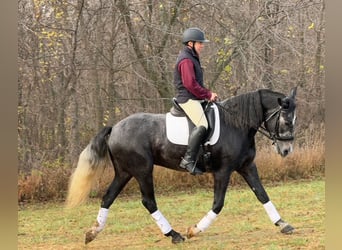 Perszeron Mix, Wałach, 5 lat, 157 cm, Siwa