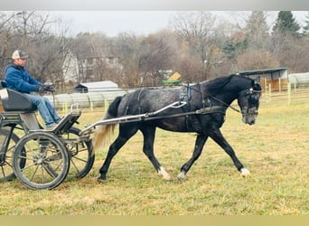 Perszeron Mix, Wałach, 5 lat, 157 cm, Siwa