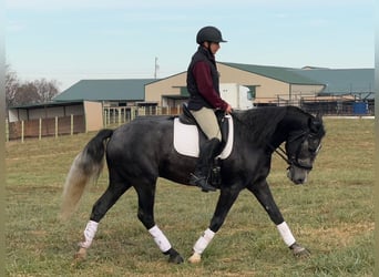 Perszeron Mix, Wałach, 5 lat, 157 cm, Siwa