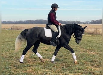 Perszeron Mix, Wałach, 5 lat, 157 cm, Siwa