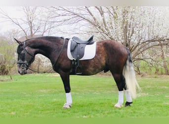 Perszeron Mix, Wałach, 5 lat, 157 cm, Siwa