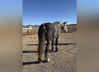 Perszeron Mix, Wałach, 5 lat, 163 cm, Siwa