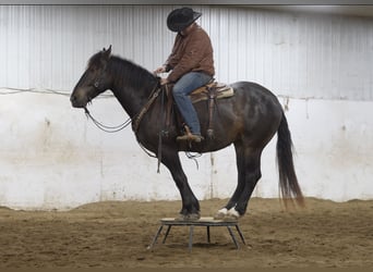 Perszeron Mix, Wałach, 5 lat, 168 cm, Gniada