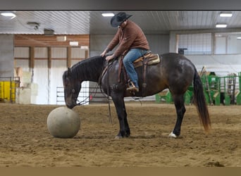 Perszeron Mix, Wałach, 5 lat, 168 cm, Gniada