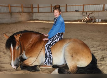 Perszeron Mix, Wałach, 5 lat, 168 cm, Gniada