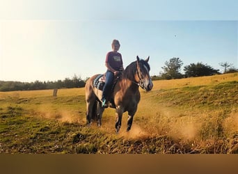 Perszeron Mix, Wałach, 5 lat, 168 cm, Gniada