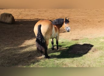 Perszeron Mix, Wałach, 5 lat, 168 cm, Gniada