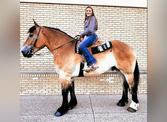 Perszeron Mix, Wałach, 5 lat, 168 cm, Gniada