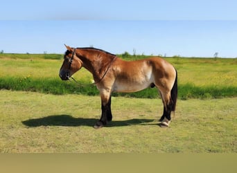 Perszeron Mix, Wałach, 5 lat, 168 cm, Gniada