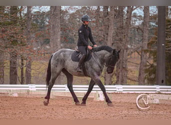 Perszeron Mix, Wałach, 5 lat, 168 cm, Karodereszowata