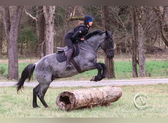 Perszeron Mix, Wałach, 5 lat, 168 cm, Karodereszowata