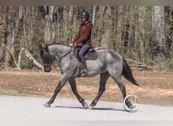 Perszeron Mix, Wałach, 5 lat, 168 cm, Karodereszowata