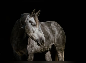 Perszeron Mix, Wałach, 5 lat, 168 cm, Siwa