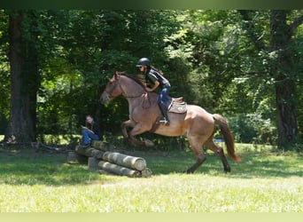 Perszeron Mix, Wałach, 5 lat, 173 cm, Kasztanowatodereszowata