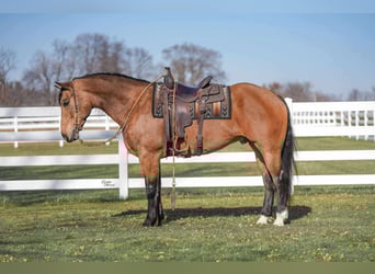 Perszeron Mix, Wałach, 6 lat, 163 cm, Jelenia