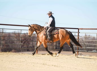 Perszeron Mix, Wałach, 6 lat, 163 cm, Jelenia
