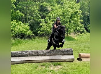 Perszeron Mix, Wałach, 6 lat, 165 cm, Kara