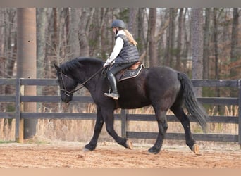 Perszeron Mix, Wałach, 6 lat, 173 cm, Kara