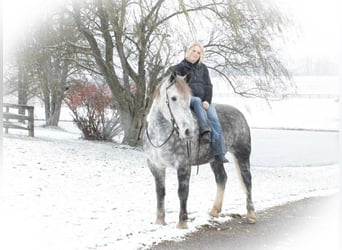 Perszeron Mix, Wałach, 7 lat, 163 cm, Siwa