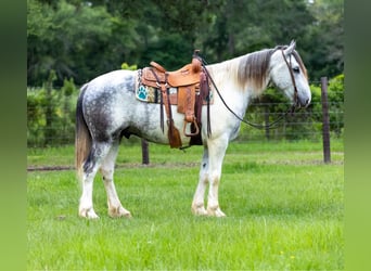 Perszeron, Wałach, 7 lat, 165 cm, Siwa