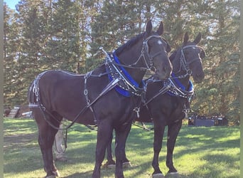 Perszeron, Wałach, 7 lat, 183 cm, Kara