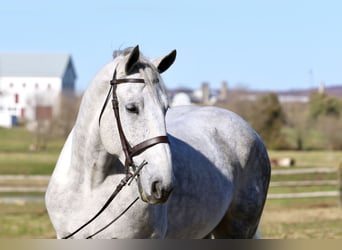 Perszeron Mix, Wałach, 8 lat, 173 cm, Siwa